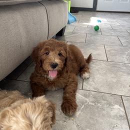 Fanta - Red  female Goldendoodle puppy in Sugarcreek, Ohio from True Hearted Doodles