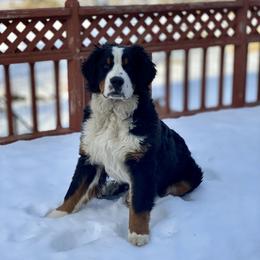 Bernese Mountain Dog Puppies from Must B Buffalo Berners