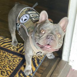 Andre - French Bulldog