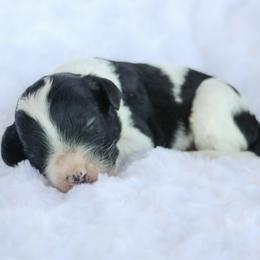 Boy 8 - male Labradoodle puppy in Crete, Nebraska from Doodles & Co