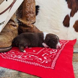 'Apollo' - Red tri-color male Australian Shepherd puppy in Durand, Wisconsin from Larson’s Legacy Aussome Aussie Kennels