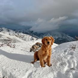 Golden Retriever Puppies from Pitchpine Retrievers