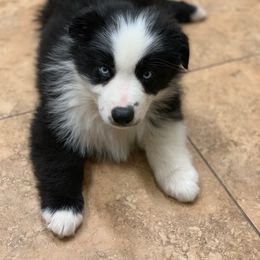 Miniature Australian Shepherd Puppies from Keldrew Ranch Miniature & Toy Australian Shepherds