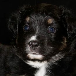 Miniature Australian Shepherds from Diamond Arrow Aussies