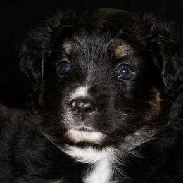 Miniature Australian Shepherds from Diamond Arrow Aussies