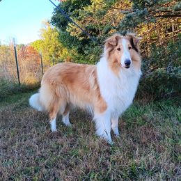 Sunny - Collie