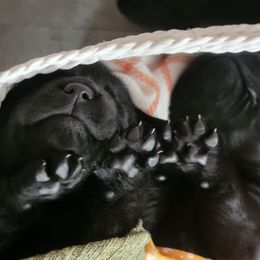 Labrador Retriever Puppies from Mac's Labradors