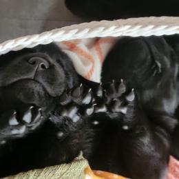 Labrador Retriever Puppies from Mac's Labradors