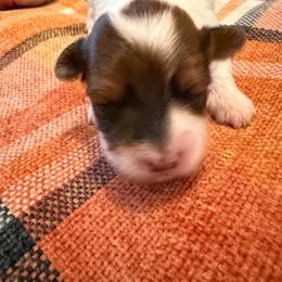 Miss Magnolia - Black and white female Havanese puppy in Lakeland, Florida from Charlie’s Havanese Angels