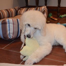 Poodle Puppies from D and D Standard Poodles
