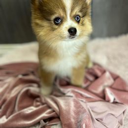 Pomeranian, Pomsky, and Toy Australian Shepherd Puppies from Blessed Little Paws