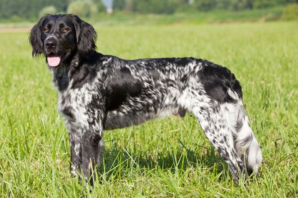 Find Large Münsterländer puppies for sale