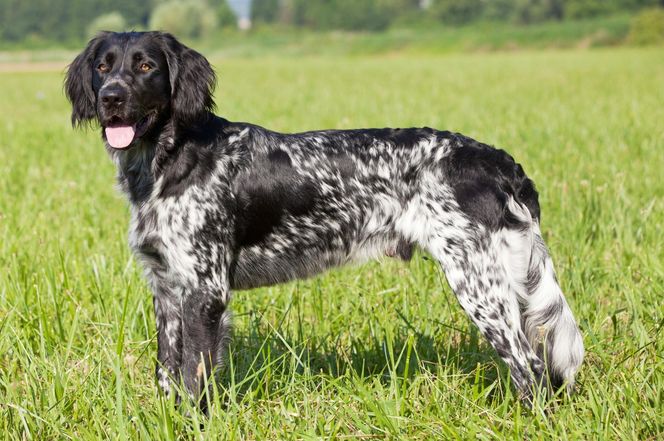 Large Münsterländer