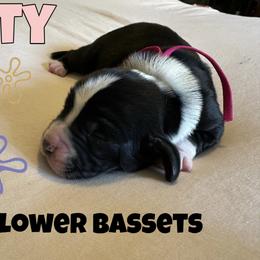 Patty - Black and white female Basset Hound puppy in Marianna, Florida from Sunflower Bassets