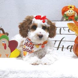 Gem - Parti female Goldendoodle puppy in Pendleton, Oregon from Blushing Doodles