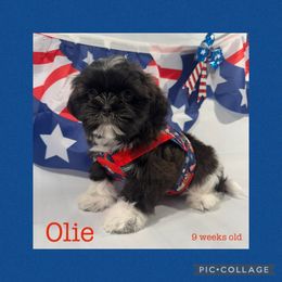 Oleander - Tricolor male Shih Tzu puppy in Beatrice, Nebraska from I Shih Tzu Not Puppies