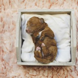 Goldendoodle Puppies from Goldendoodle Utah