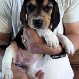 Beagle Puppies from Vaughn Gross