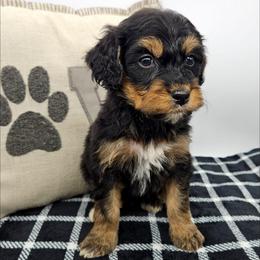 Lily - Tri-color female Bernedoodle puppy in Granton, Wisconsin from Rose River Farms