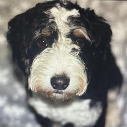 Kiera - Bernedoodle