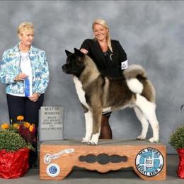 Titan - Akita