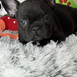 Kong - Black male French Bulldog puppy in Waitts Lake, Washington from Best Friend standard Frenchies