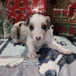 Aspen - Blue merle male Border Collie puppy in Morgan, Texas from Shooting Star Ranch