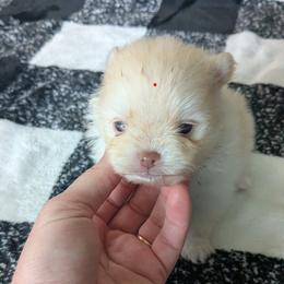 Walnut - Cream male Pomeranian puppy in Westphalia, Kansas from Prairie Ridge Kennel