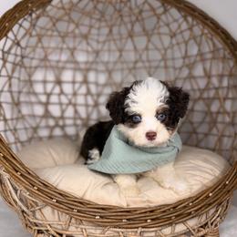 Rocky Road BLUE EYES - male Australian Mountain Doodle puppy in Sweetwater, Florida from Sandy Snout Doodles