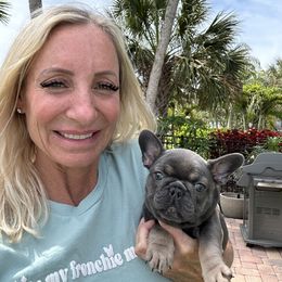 French Bulldog Puppies from Sandy Paws Frenchies LLC