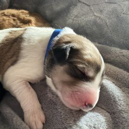 Girl 2 - Parti Pyredoodle puppy in Pleasant Plains, Arkansas from Sweet Dixie Doodles