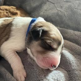 Girl 2 - Parti Pyredoodle puppy in Pleasant Plains, Arkansas from Sweet Dixie Doodles