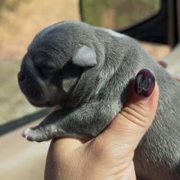 Puppy 2 - Blue tri-color male American Bully puppy in Orlinda, Tennessee from SimplyBullies