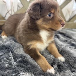 Girl 5: Bristol - Red & white female Australian Shepherd puppy in Volant, Pennsylvania from Addie's Aussies