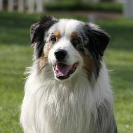 Soul - Australian Shepherd