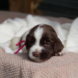 Pink - Liver and white female English Springer Spaniel puppy in Loris, South Carolina from Palmetto Springer Spaniels