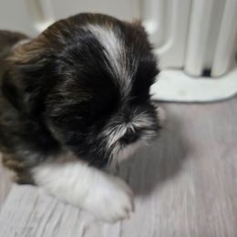 Domino - Chocolate male Shih Tzu puppy in Filer, Idaho from Shih Tzu Kennels