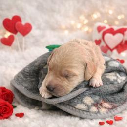 Dark Green - Apricot male Goldendoodle puppy in Boise, Idaho from Goldendoodle Baby
