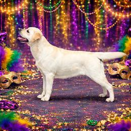 Juice - Labrador Retriever