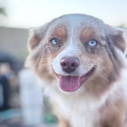 Lacy - Miniature Australian Shepherd