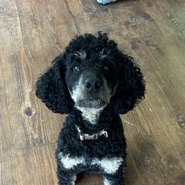 Rocco - Poodle