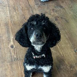 Rocco - Poodle