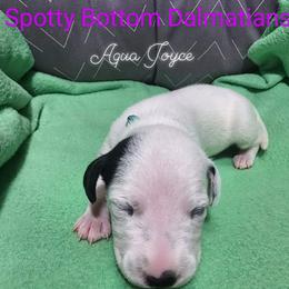 Dalmatian Puppies from Spotty Bottom Dalmatians