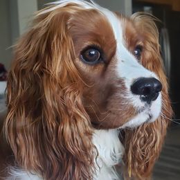 Cavalier King Charles Spaniels from Royal Paradise Cavaliers of Hawaii