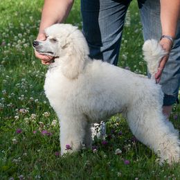 Poodle Puppies from Wispynook Poodles
