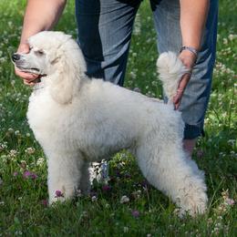 Poodle Puppies from Wispynook Poodles