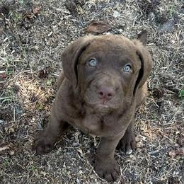 Girl 2 - female Chesapeake Bay Retriever puppy in Dover, Delaware from Rebecca's Chesapeake Bay Retrievers