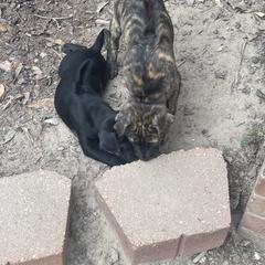 Vietnamese Phu Quoc Ridgeback Puppies from Phu Quoc Ridgebacks of Mississippi