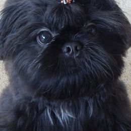 Shih Tzus from Shih Tzu Pizazz