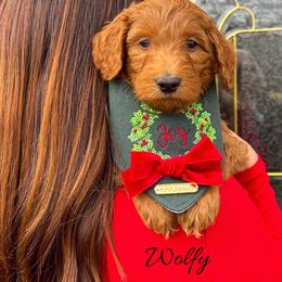 Wolfy - Red  male Goldendoodle puppy in State Road, North Carolina from Must Love Doodles